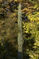 Juniperus scopulorum Blue Arrow x Jałowiec skalny